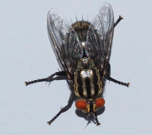 Sarcophaga sp.